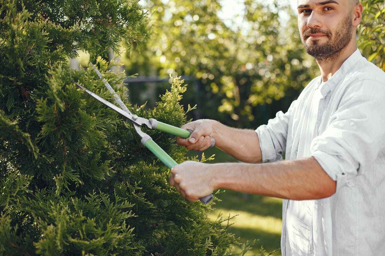 Best Tree Trimming and Pruning  in Glencoe, MN